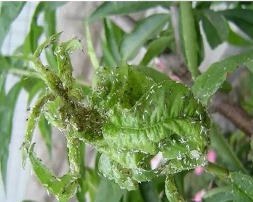 桃蚜,水溶肥設(shè)備廠家