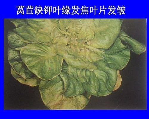 萵筍缺鉀,水溶肥價(jià)格