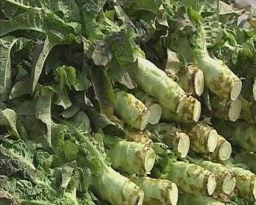 萵筍裂莖,有機(jī)沖施肥