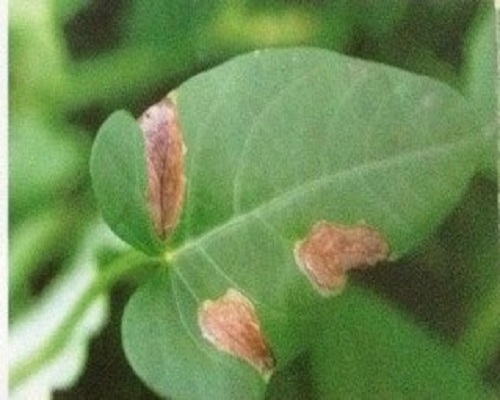 茄匐柄葉斑病,中國(guó)十大名牌水溶肥