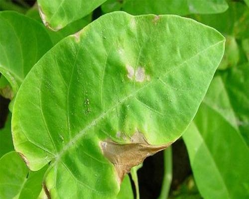 細(xì)菌性葉枯病,葉面肥價格
