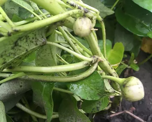 空心菜莖稈褐色腐爛,沖施肥價(jià)格