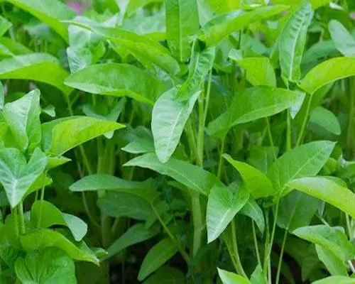 雍菜出現(xiàn)隆起狀皰斑,液體水溶肥