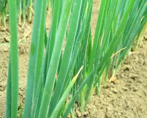 蔥病毒病,水溶肥價格 蔥病毒病,水溶肥價格