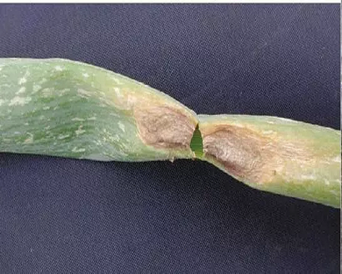 蔥黑斑病,國(guó)產(chǎn)最好的水溶肥牌子