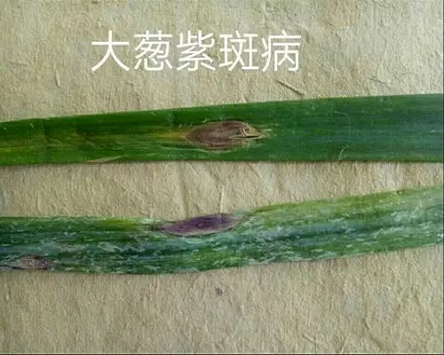 蔥紫斑病,?；ū９~面肥