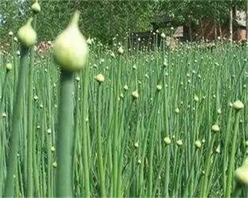 蔥先期抽薹,進口葉面肥