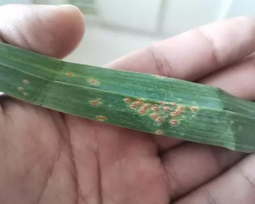 銹病,噴施葉面肥