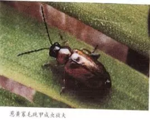 蔥黃寡毛跳甲,進口葉面肥沖施肥十大品牌