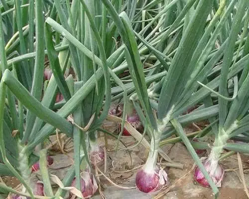 大蒜管狀葉,葉面肥價(jià)格