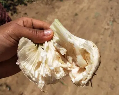 面包蒜,葉面肥哪個好