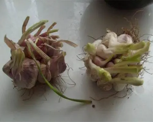 散瓣蒜,國內(nèi)水溶肥廠家排名