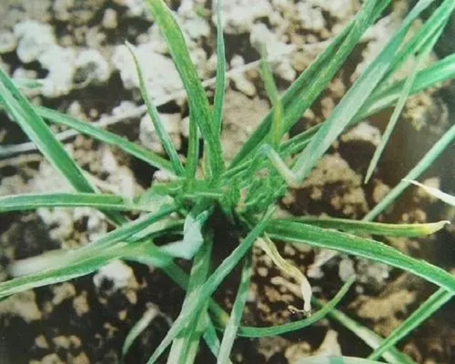 大蒜病毒病花葉,沖施肥價格