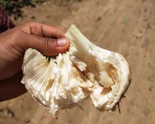 面包蒜,有機水溶肥