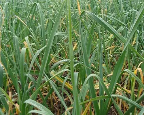 大蒜品種退化,水溶肥廠家供應水溶肥