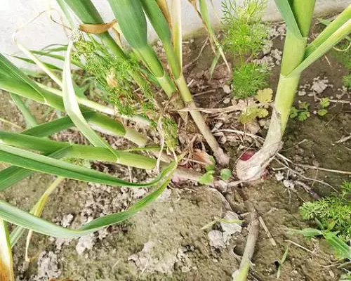 大蒜收薹死棵,葉面肥廠家