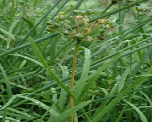 莖枯病,葉面肥噴施注意事項(xiàng)