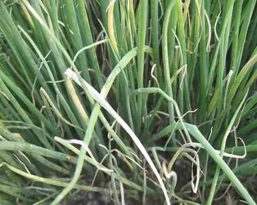 綿疫病,水溶肥生產(chǎn)廠家