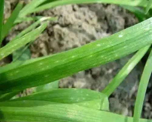 菱蔫病毒病,國產最好的水溶肥牌子