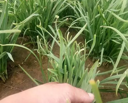韭菜缺鐵,有機水溶肥