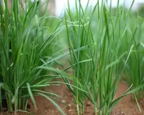 韭菜缺氮,有機(jī)水溶肥廠家