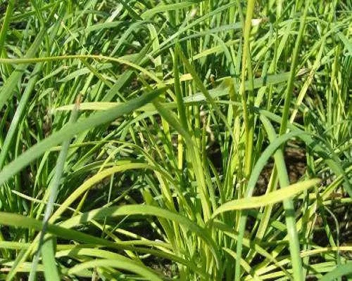 韭菜缺氮,蔬菜沖施肥