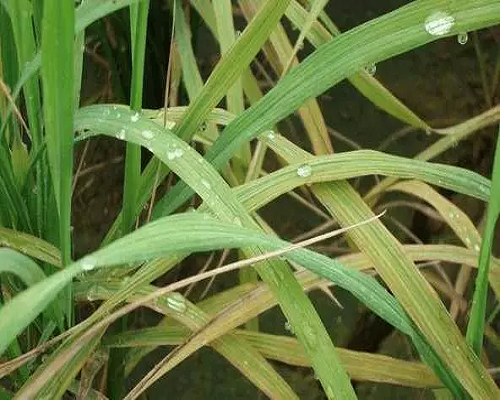 韭菜缺鋅,大量元素水溶肥