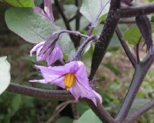 茄子畸形花,果樹葉面肥