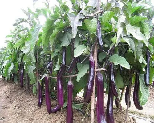 茄子旺長(zhǎng),沖施肥生產(chǎn)廠家