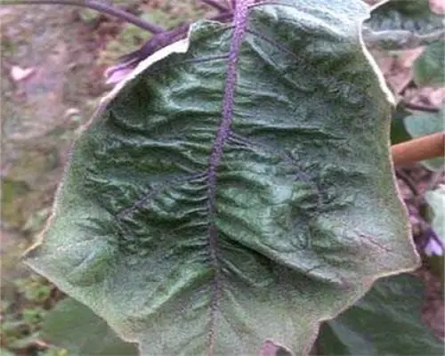 茄子缺鉬,河南水溶肥生產(chǎn)廠家