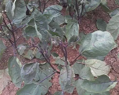 茄子缺鉬,大量元素水溶肥批發(fā)價格