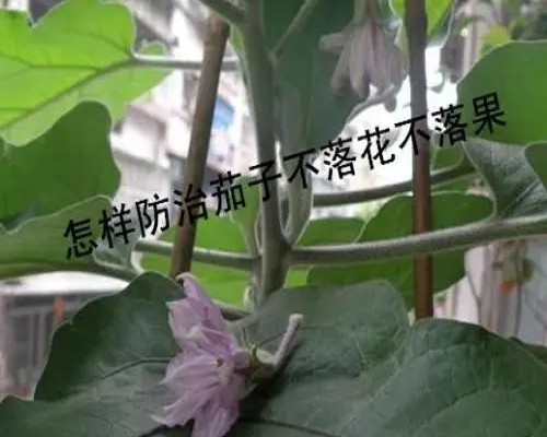 茄子落花落果,國(guó)產(chǎn)最好的水溶肥牌子