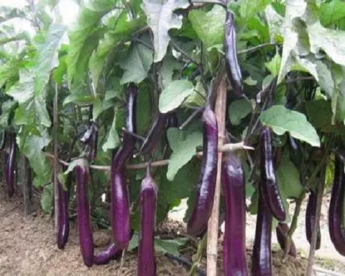 福茄5號(hào),進(jìn)口葉面肥沖施肥十大品牌