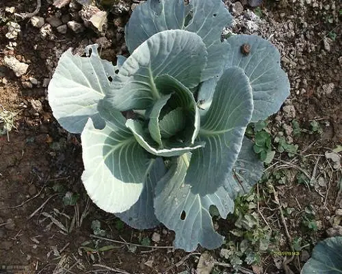甘藍錳過量,品牌沖施肥 甘藍錳過量,品牌沖施肥