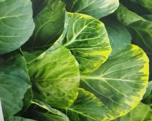 甘藍(lán)葉片有黑斑,中國最好的水溶肥 甘藍(lán)葉片有黑斑,中國最好的水溶肥