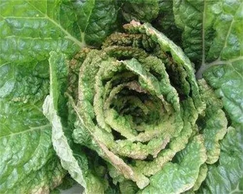 甘藍(lán)干燒心,水稻葉面肥