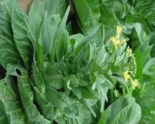 甘藍未熟抽薹,水溶沖施肥