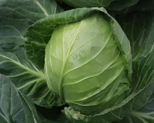 中甘10號(hào),腐植酸水溶肥廠家