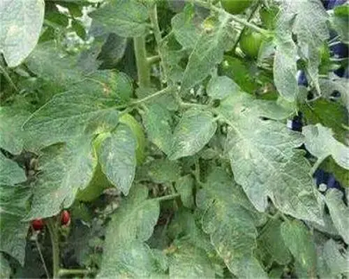 白粉病,水溶肥是什么肥料