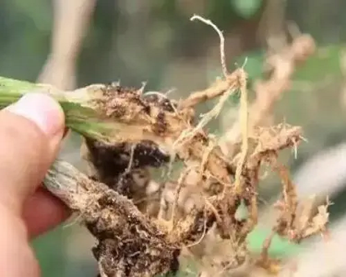 黑點(diǎn)根腐病,鄭州水溶肥廠家直銷